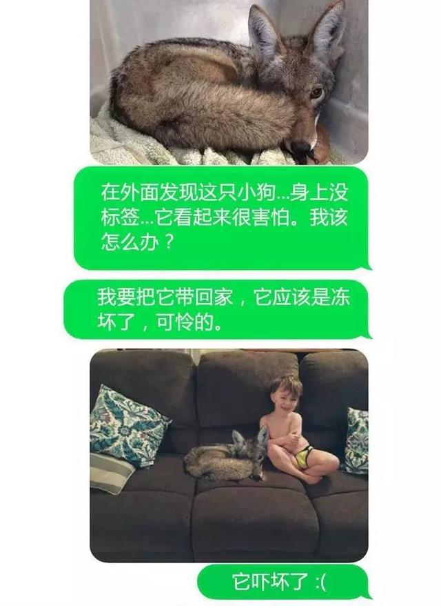 老婆把狼带回家，丈夫情绪很激动