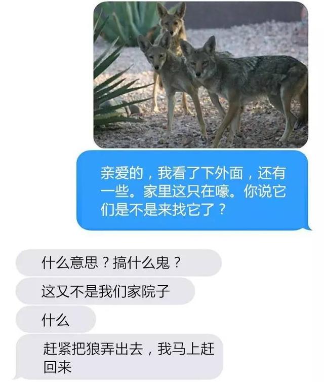 老婆把狼带回家，丈夫情绪很激动