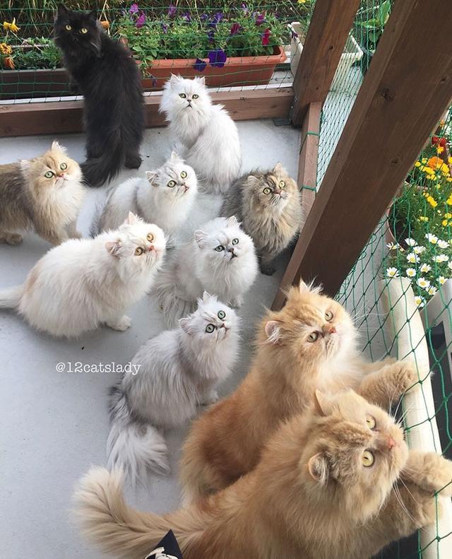 “12猫女士”的日本女孩和她的猫一起火了