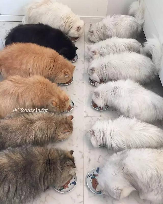 “12猫女士”的日本女孩和她的猫一起火了