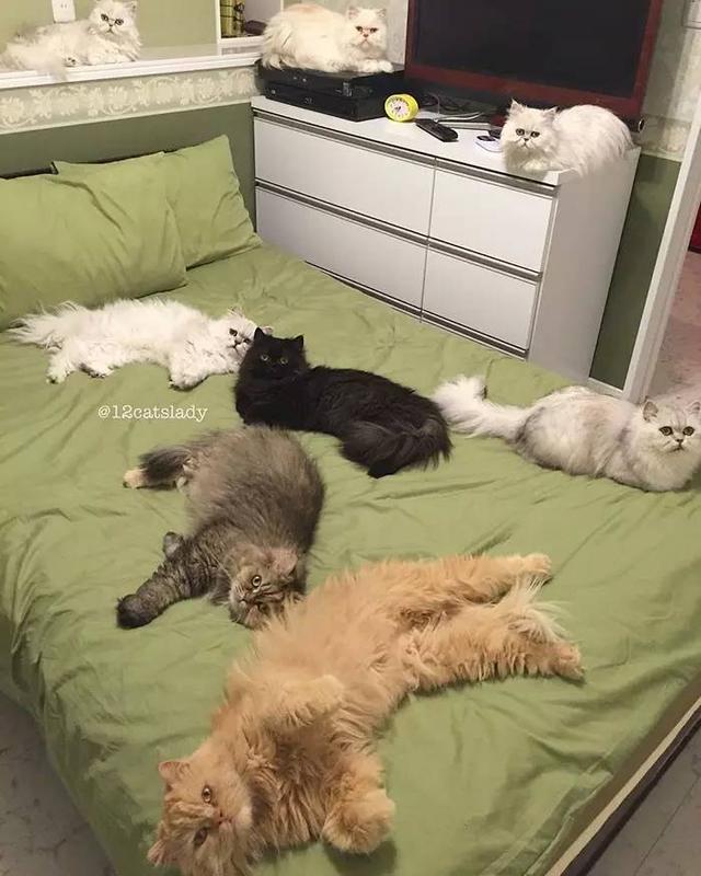 “12猫女士”的日本女孩和她的猫一起火了