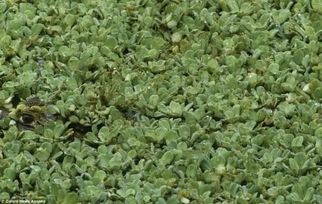动物跟你捉迷藏,你能找到多少?