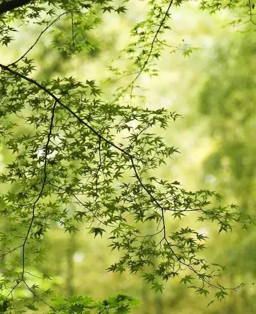 晚安美图161015：有一种心境，叫顺其自然