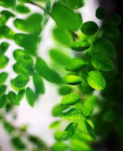 晚安美图161015：有一种心境，叫顺其自然