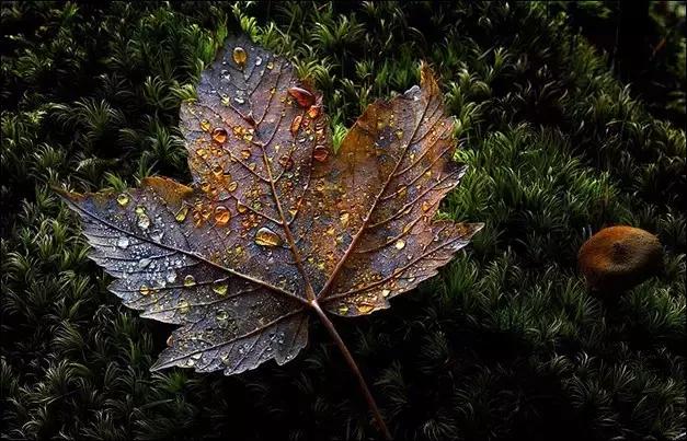 深秋祝福早晨好的好句子