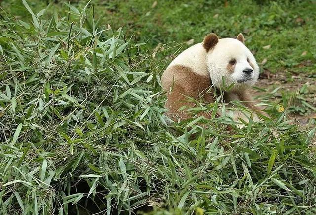 熊猫只有黑白的？名为七仔的熊猫颜色是棕褐色加白色