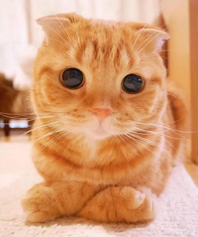 世界上最美的喵星人