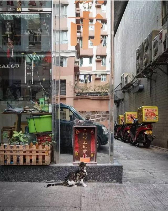 香港街头传统的小店里的那些小猫