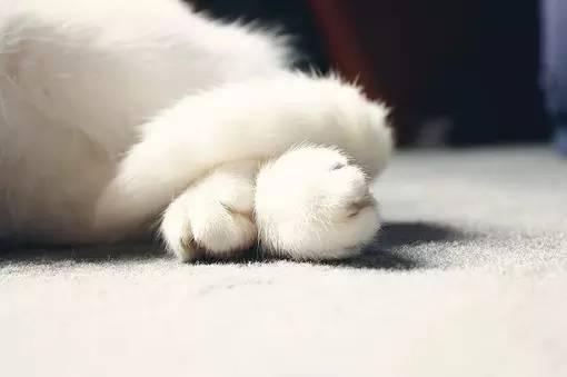 晚安美图161023：生活不是战场，无需一较高下
