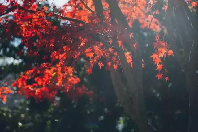 早安美图161019：灵魂的默契，思念的诗意