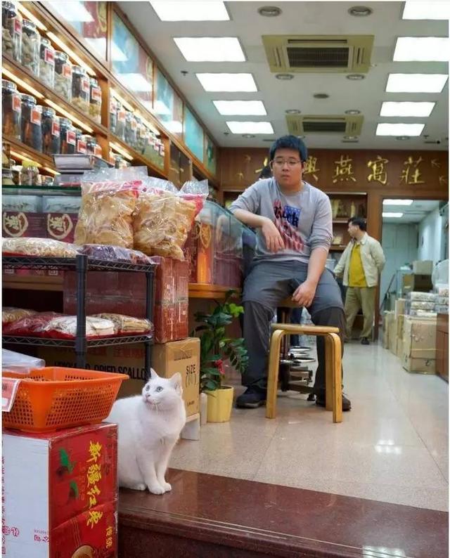 香港街头传统的小店里的那些小猫