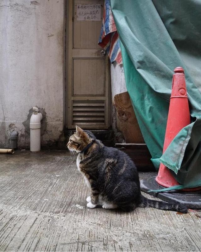 香港街头传统的小店里的那些小猫