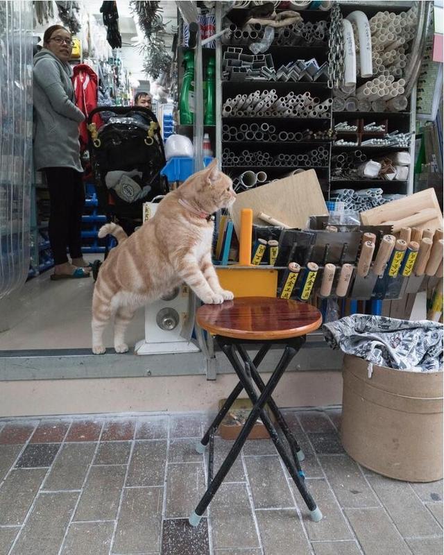 香港街头传统的小店里的那些小猫