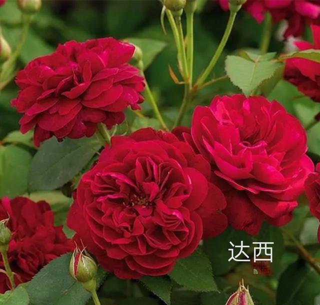 奥斯汀月季哪种最经典，香味浓郁还好养活。香味控别错过