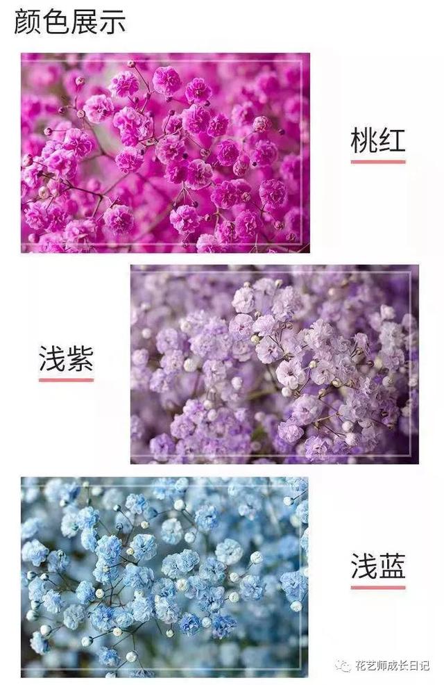 情人节送女孩什么礼物除了红玫瑰，七夕节我们还可以送哪些花表达爱？