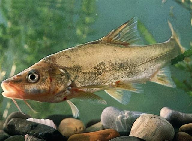 观赏鱼可爱又好看的是什么鱼，原来金波子才是最受欢迎观的赏鱼