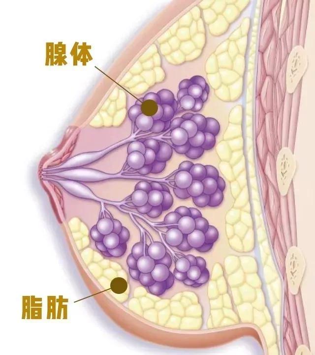 女朋友的胸，为什么忽大忽小？ 情人节送女朋友礼物