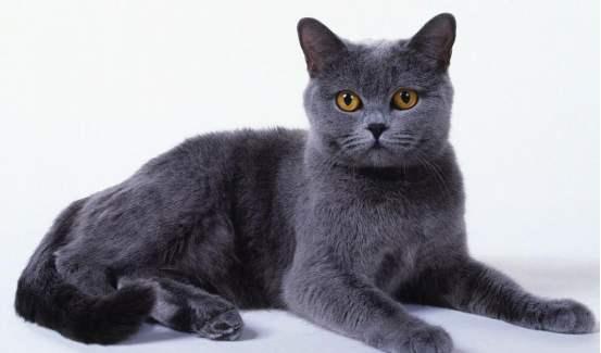 盘点世界三大蓝猫，折耳蓝猫和不折耳蓝猫有啥区别