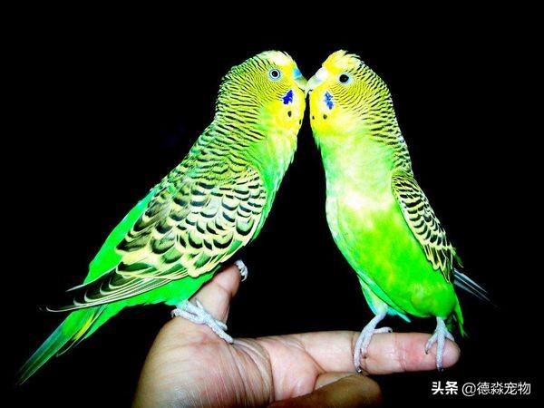 虎皮鹦鹉叫声虎皮鹦鹉叫声大全
