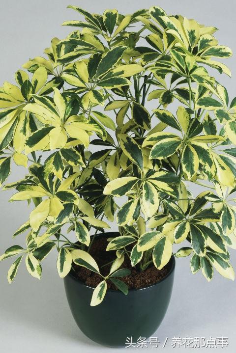 十种最适合懒人养的植物，这21种家庭常见植物想养死都难
