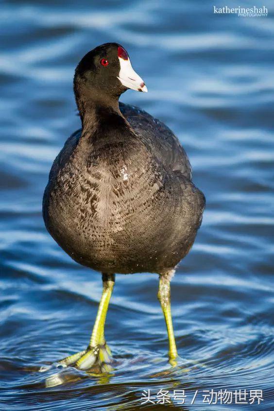 一张图看懂鸟类摄影，什么样的鸟类摄影作品更容易打动人