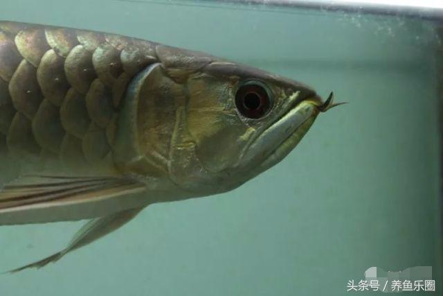 龙鱼的饲养方法，龙鱼喂养技巧和方法