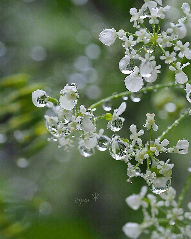 早安心情180718：七月，一半是明媚，一半是忧伤
