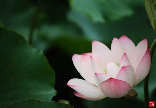 晚安的句子180723：好的爱情，永远是两个人的努力