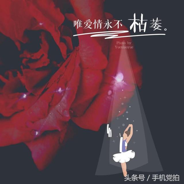 情人节送玫瑰花图片七夕节送你16张心意“表白卡”｜16朵暗藏心意的花语，你