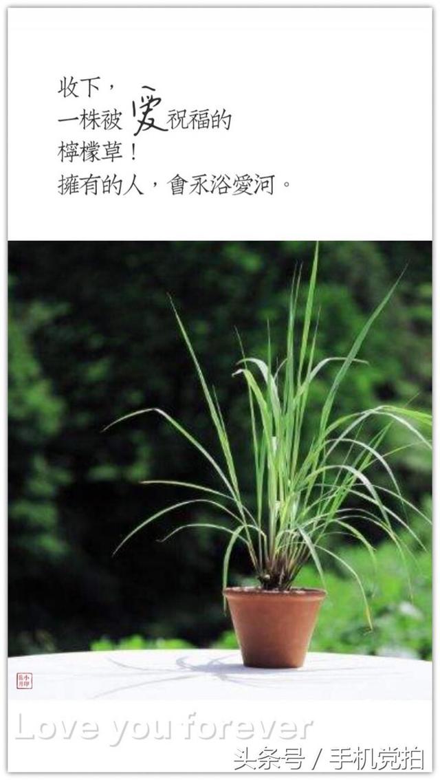 情人节送玫瑰花图片七夕节送你16张心意“表白卡”｜16朵暗藏心意的花语，你