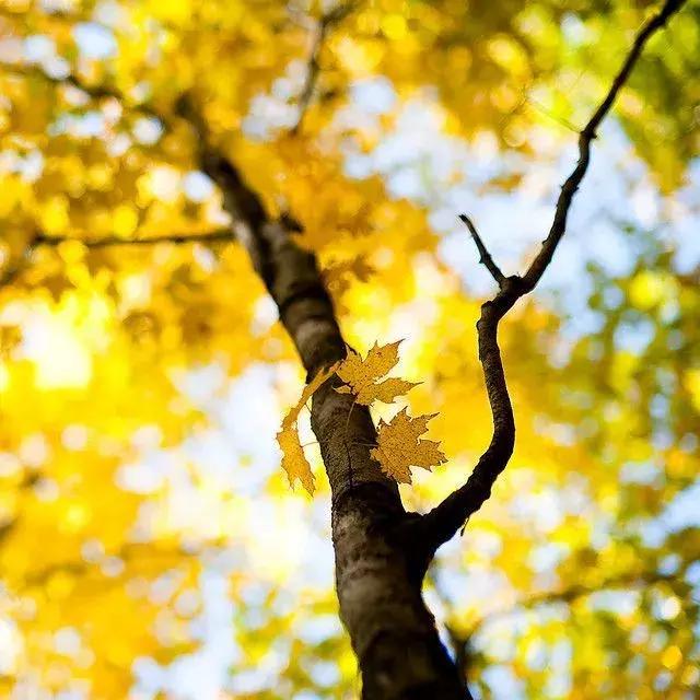 晚安美文180928：世间相遇，都溢满温暖