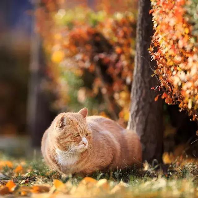 晚安美文180928：世间相遇，都溢满温暖