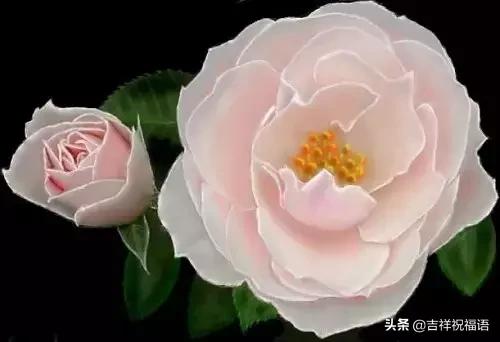情人节送玫瑰花的含义5201314， 送你999玫瑰花，祝你爱情甜甜蜜蜜
