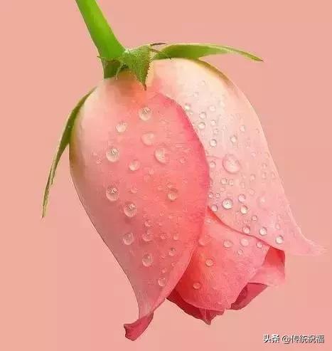 今年情人节流行送什么明日七夕情人节，999999玫瑰花送给群里所有朋友！谁打开