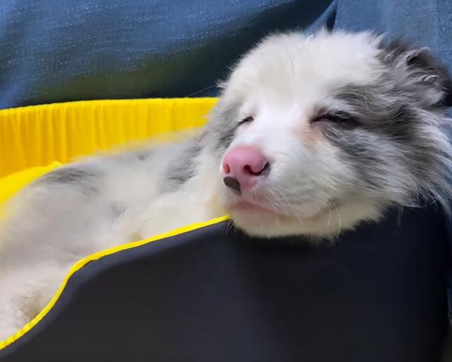 撿到一隻邊牧幼犬，養了一晚上，終於明白了它被遺棄的原因 萌趣萌寵 第3张