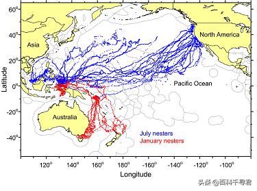 龟类体型排名，全球乌龟排行榜，十大排名