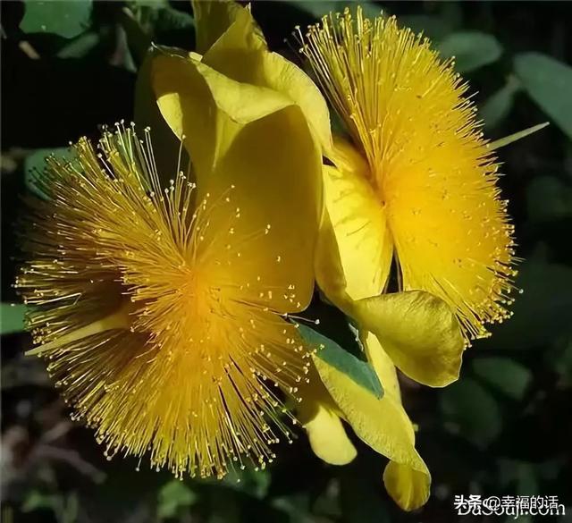 送老婆鲜花寄语简短 老公送老婆什么花好