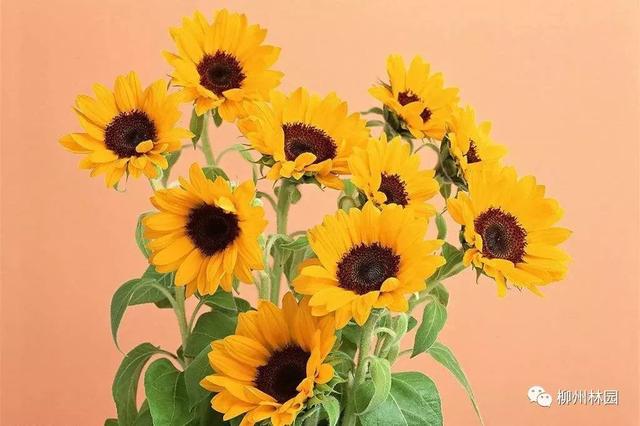 父亲节应该用什么花，推荐几款适合送给父亲的花