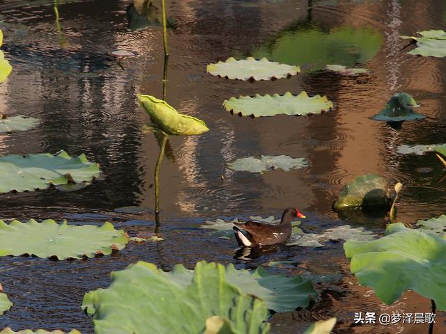 野鸭有飞翔能力吗，天上飞水中潜地面走