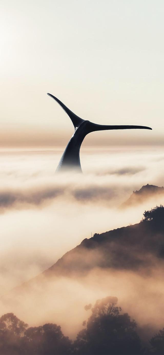 优阿壁纸精选大鱼壁纸，3d鱼壁纸（用这组壁纸开启愉快的一天吧）