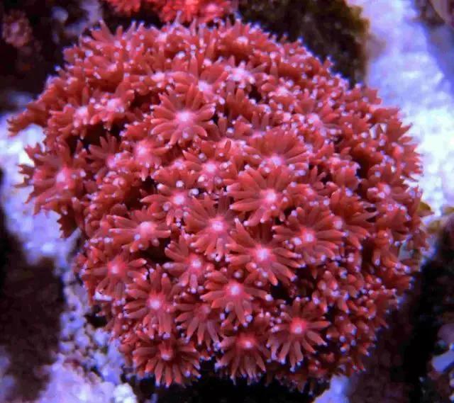 红珊瑚图片(红珊瑚图片大全图片欣赏)