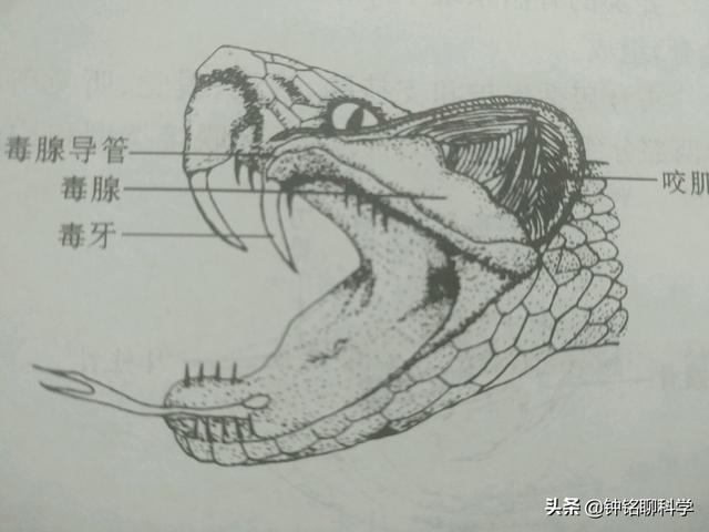 解梦36种个动物(解梦被动物咬)插图2