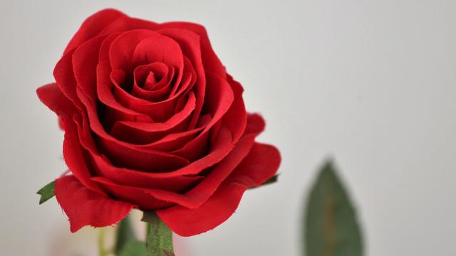 玫瑰花全屏锁屏壁纸,玫瑰花图片大全大图高清玫瑰