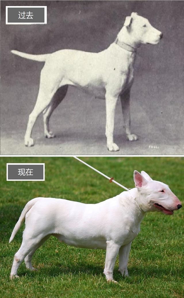 常见犬种介绍，养狗前你知道工作犬和玩具犬吗