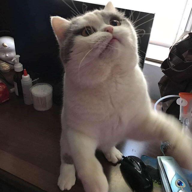 cfa猫，你必须了解关于英国短毛猫的一切