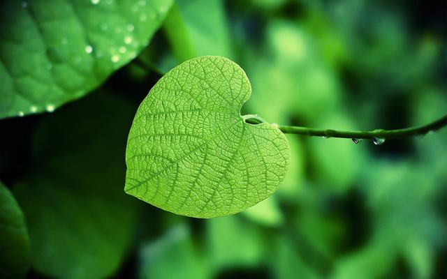 贴吧如何顶帖，为你揭秘顶贴引流玩法