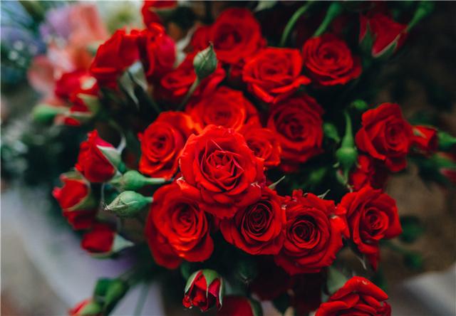 情人节送媳妇什么礼物象征爱情和美丽的玫瑰