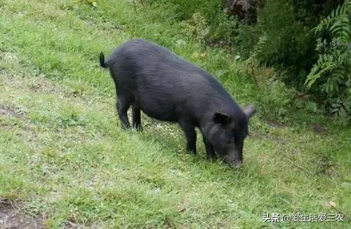 农村养殖什么不愁销路6个养殖项目，不想打工的农村人来看看