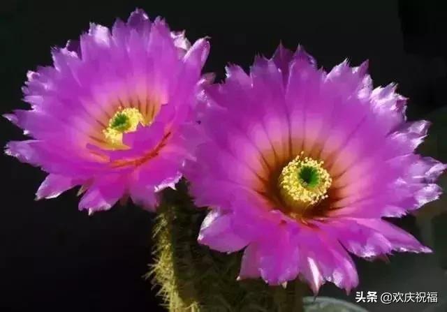 情人节送女生什么明日情人节，罕见情人花，你见过吗？忍不住发给你看看