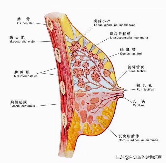 泰國甄嬛傳又更新，詩妮娜長腿細腰身材惹眼，平板身材如何逆襲？ 健身減肥達人 第10张
